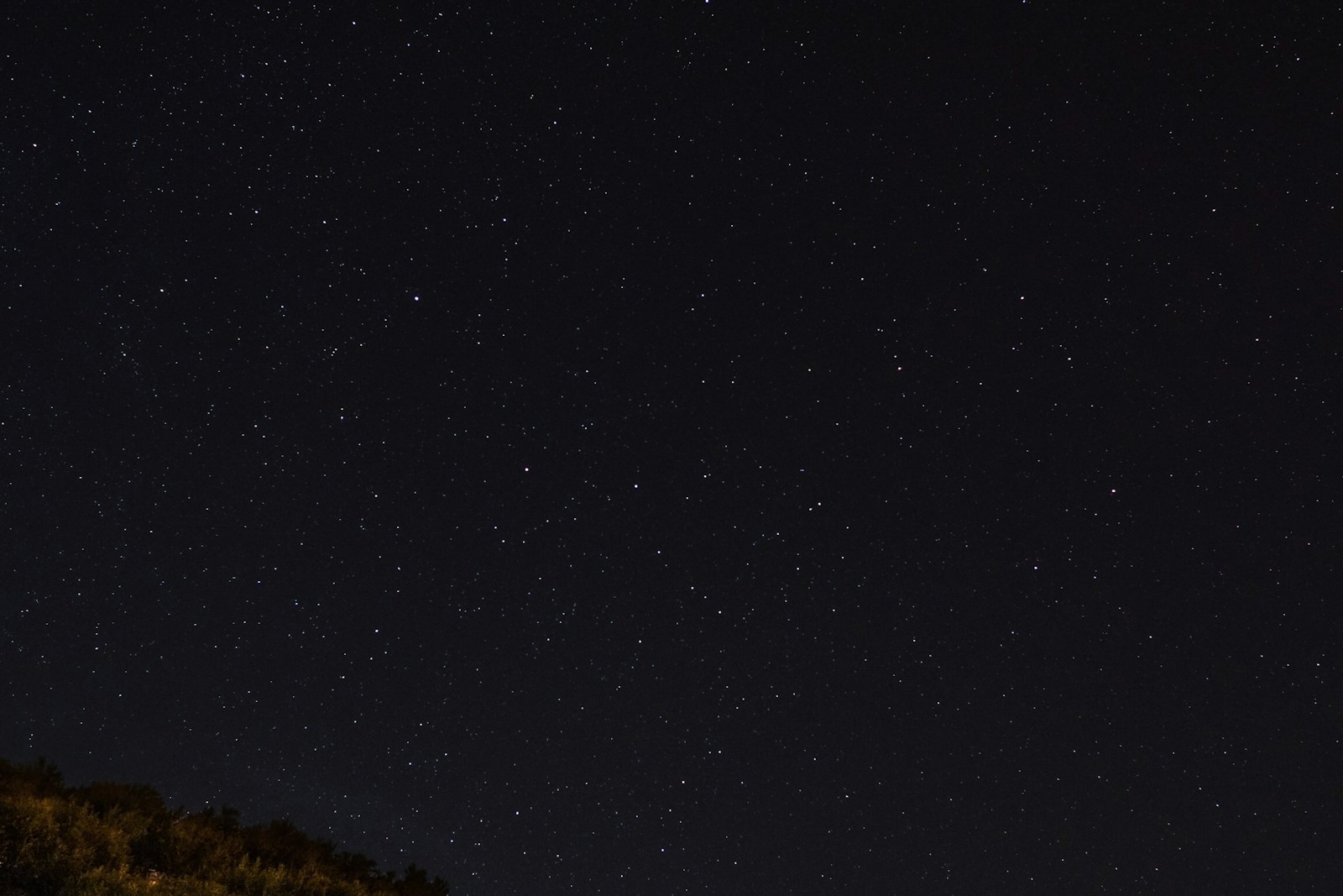 green trees under starry sky